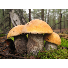 Мицелий Подосиновика желто-бурого / Подосиновик красно-бурый (Leccinum versipelle) Мицелий Подосиновика желто-бурого / Подосиновик красно-бурый (Leccinum versipelle)